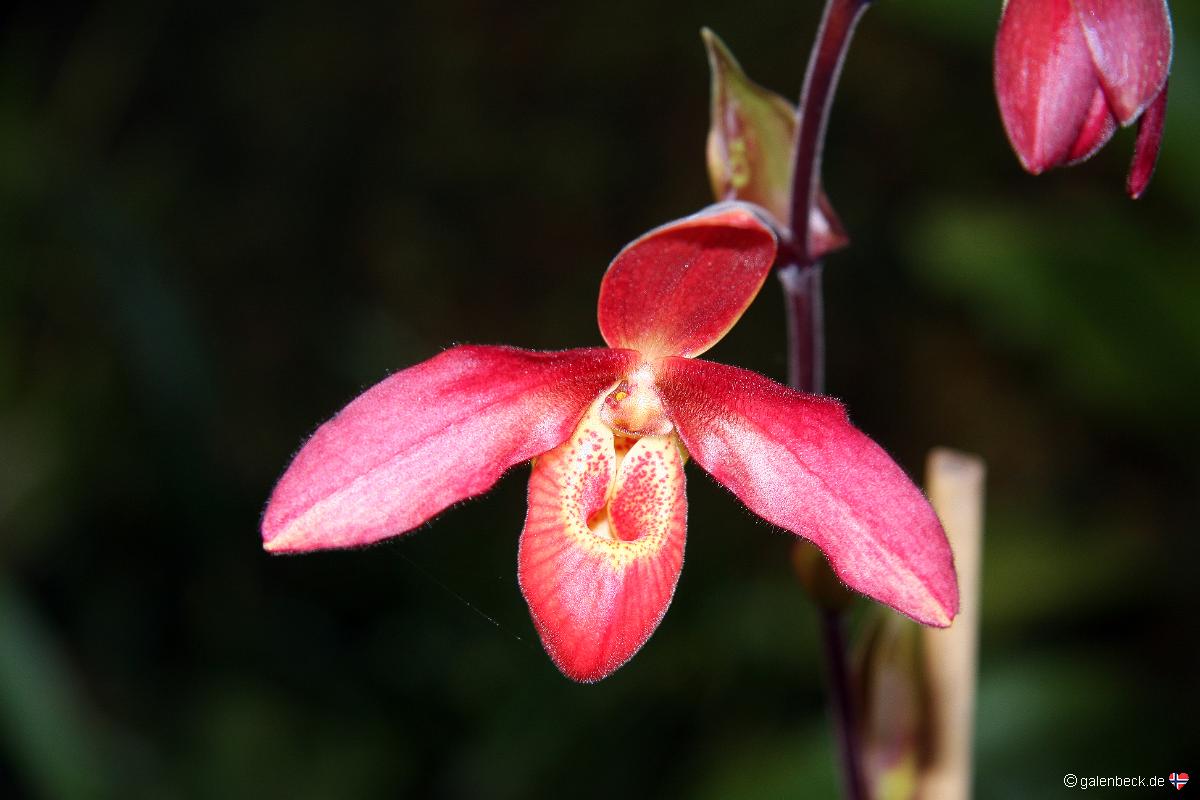 Pregetters Orchid Garden