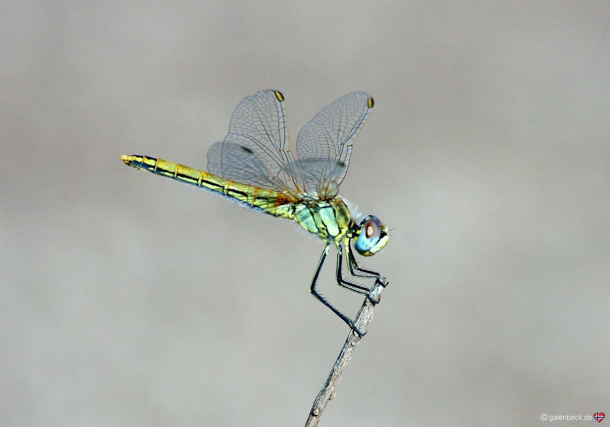 Libelle