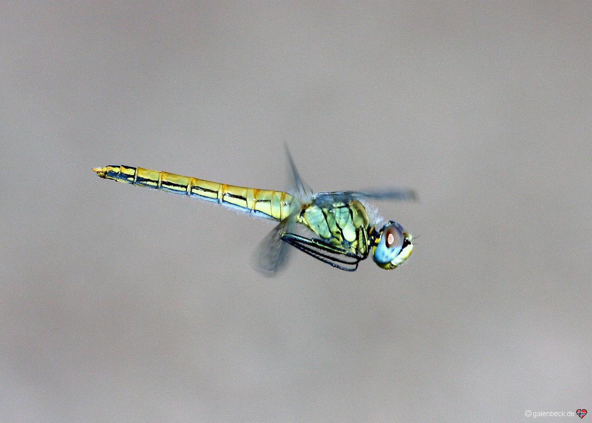 Libelle