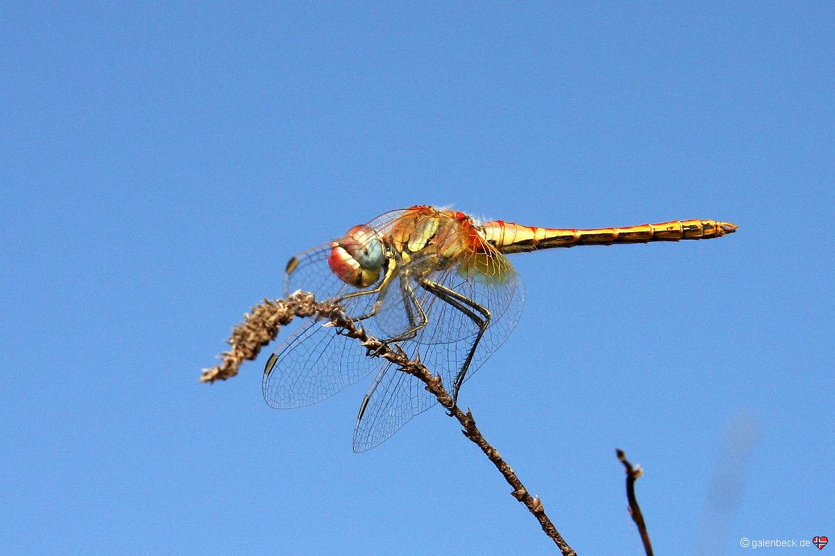 Libelle