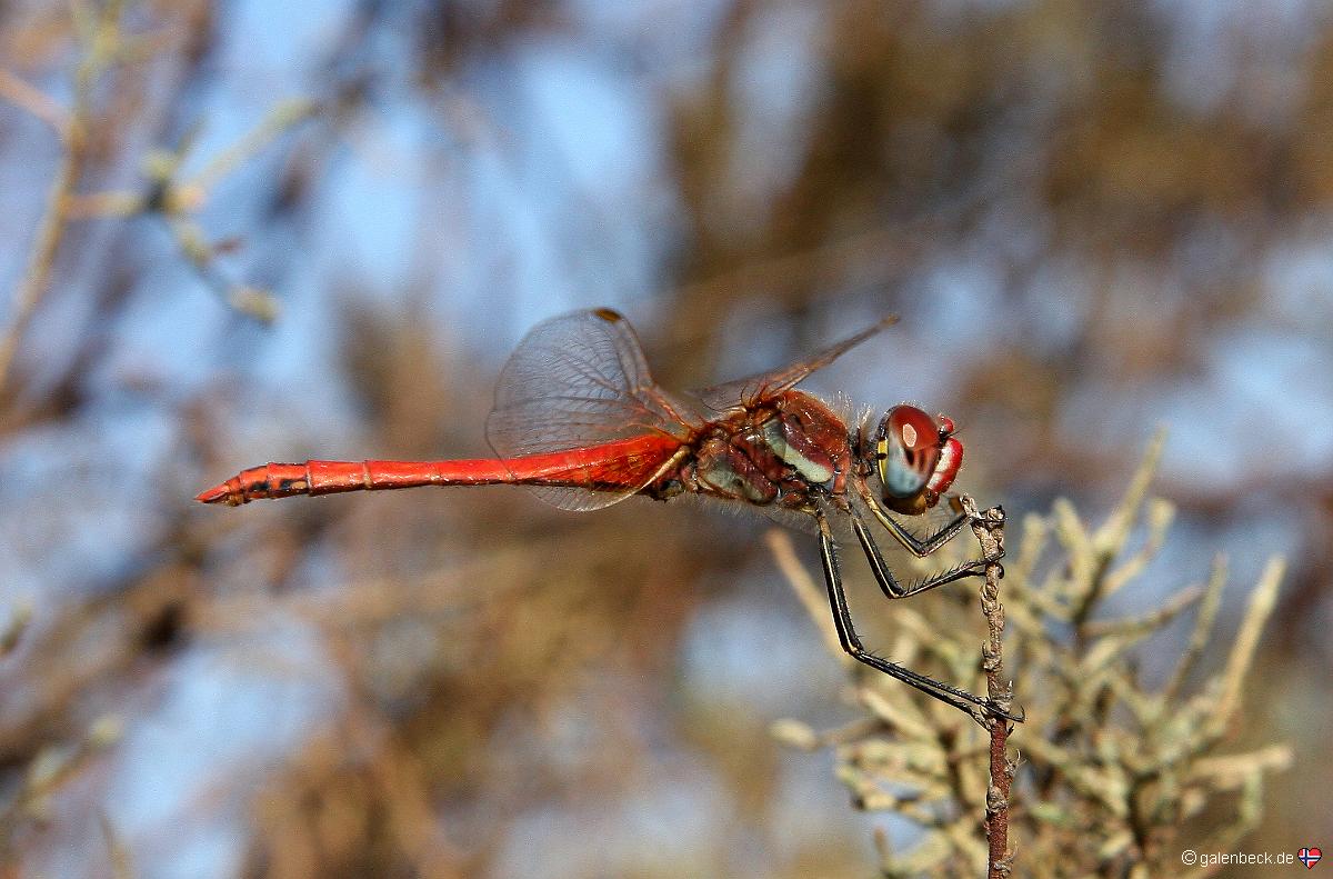 Libelle