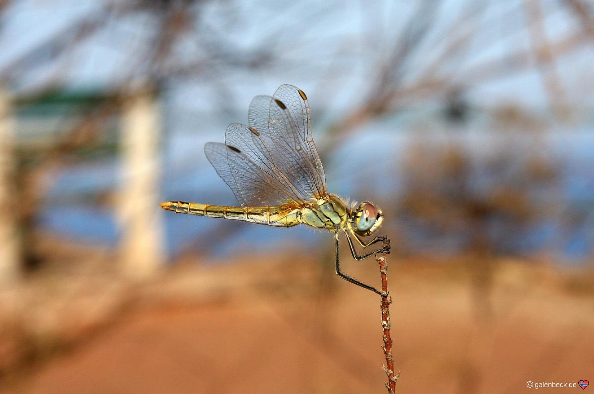 Libelle