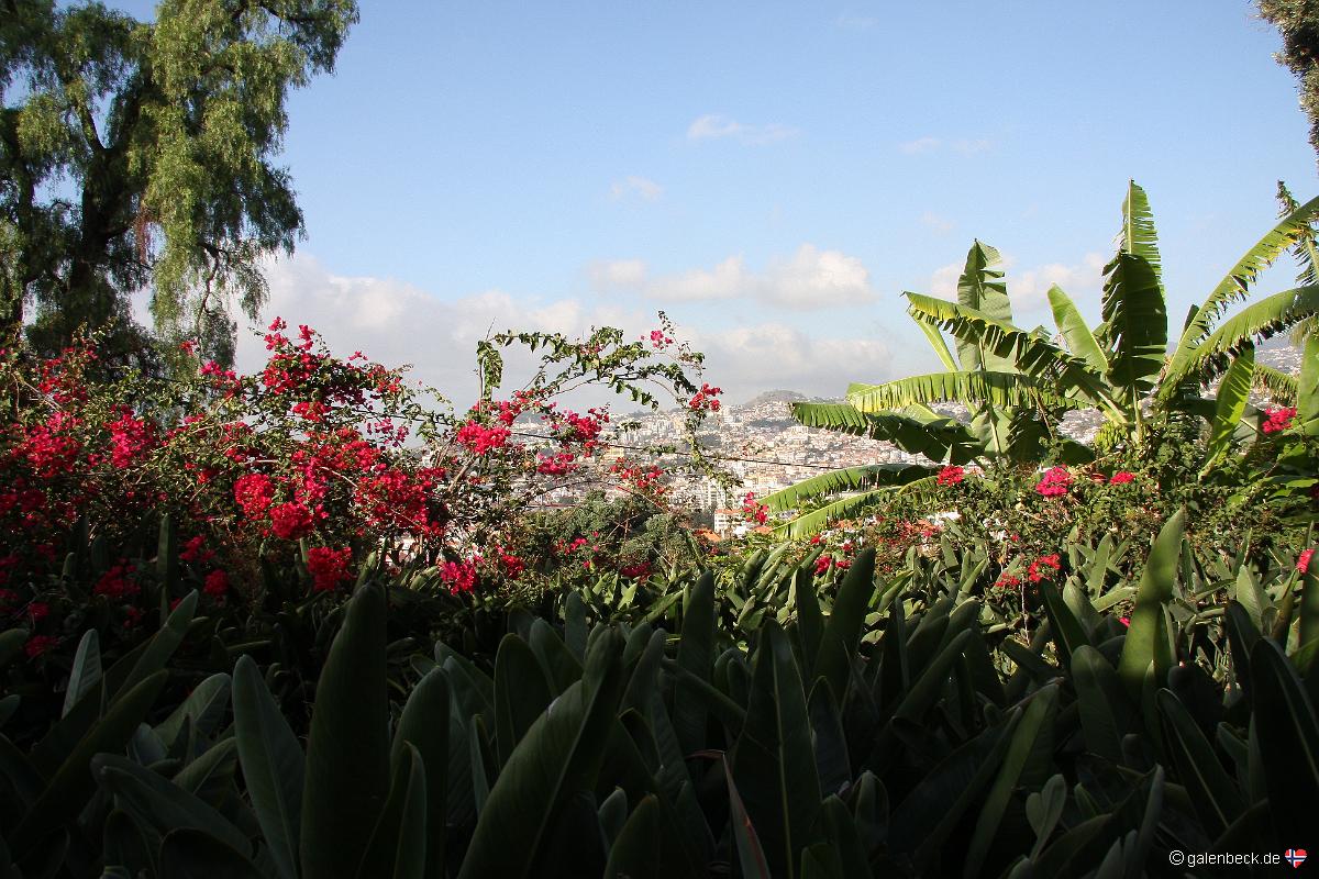 Quinta da Boavista Funchal