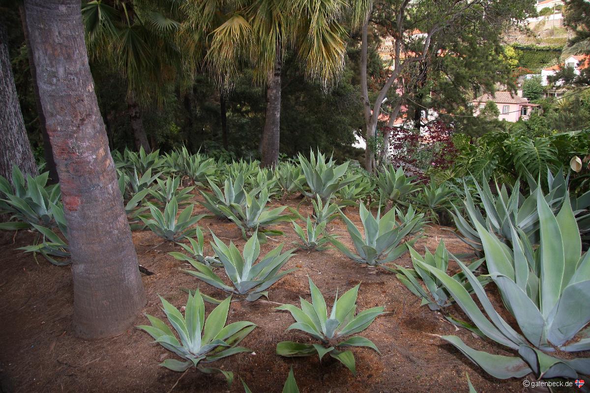 Quinta Magnolia Funchal