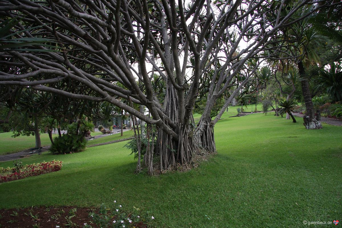 Quinta Magnolia Funchal