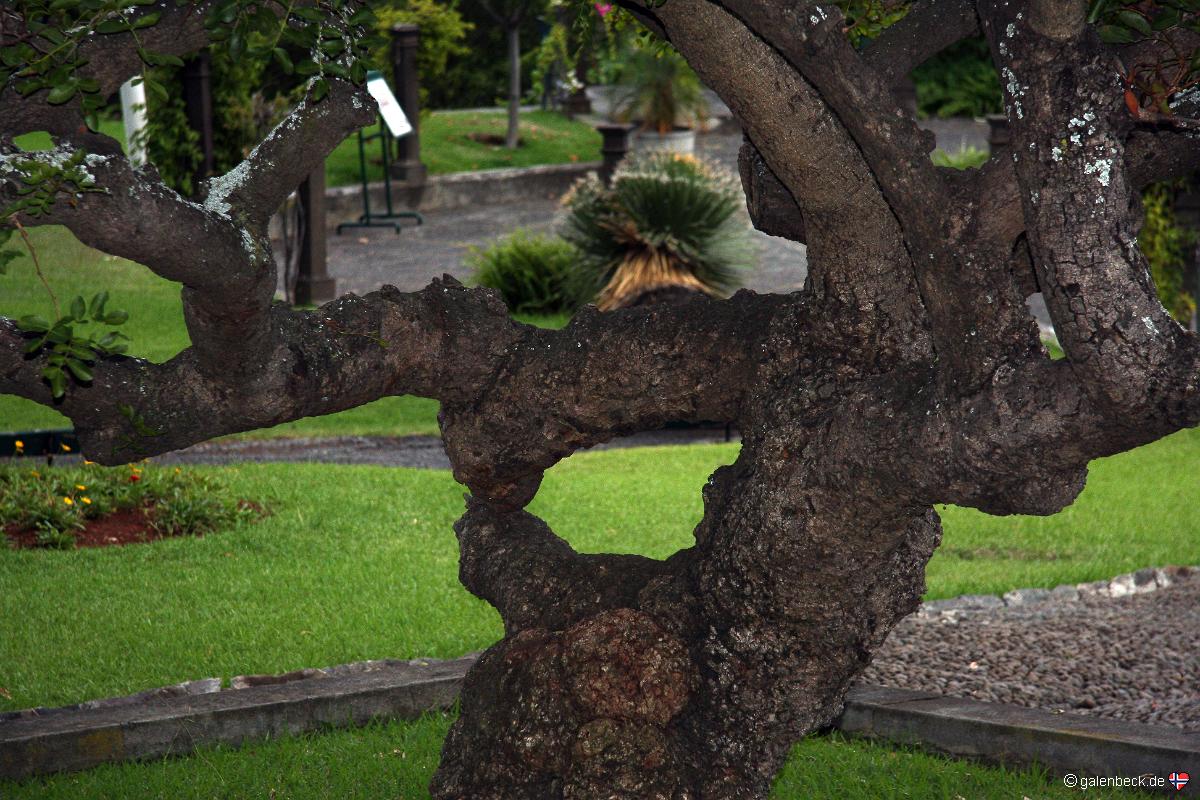 Quinta Magnolia Funchal