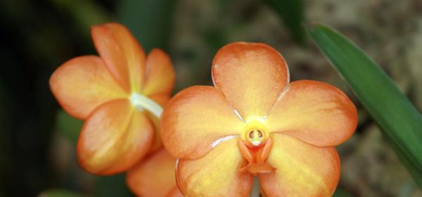 Pregetters Orchideengarten