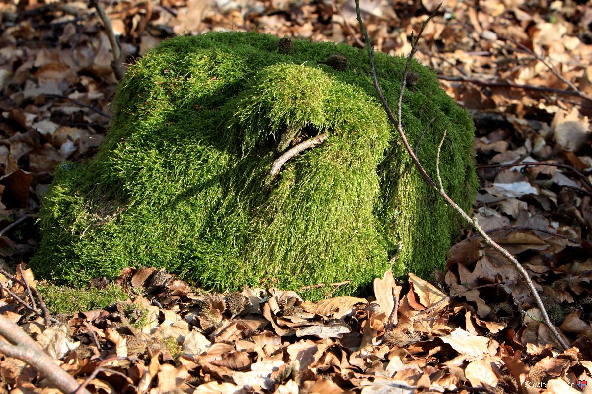 Naturpark Sternberger Seenland