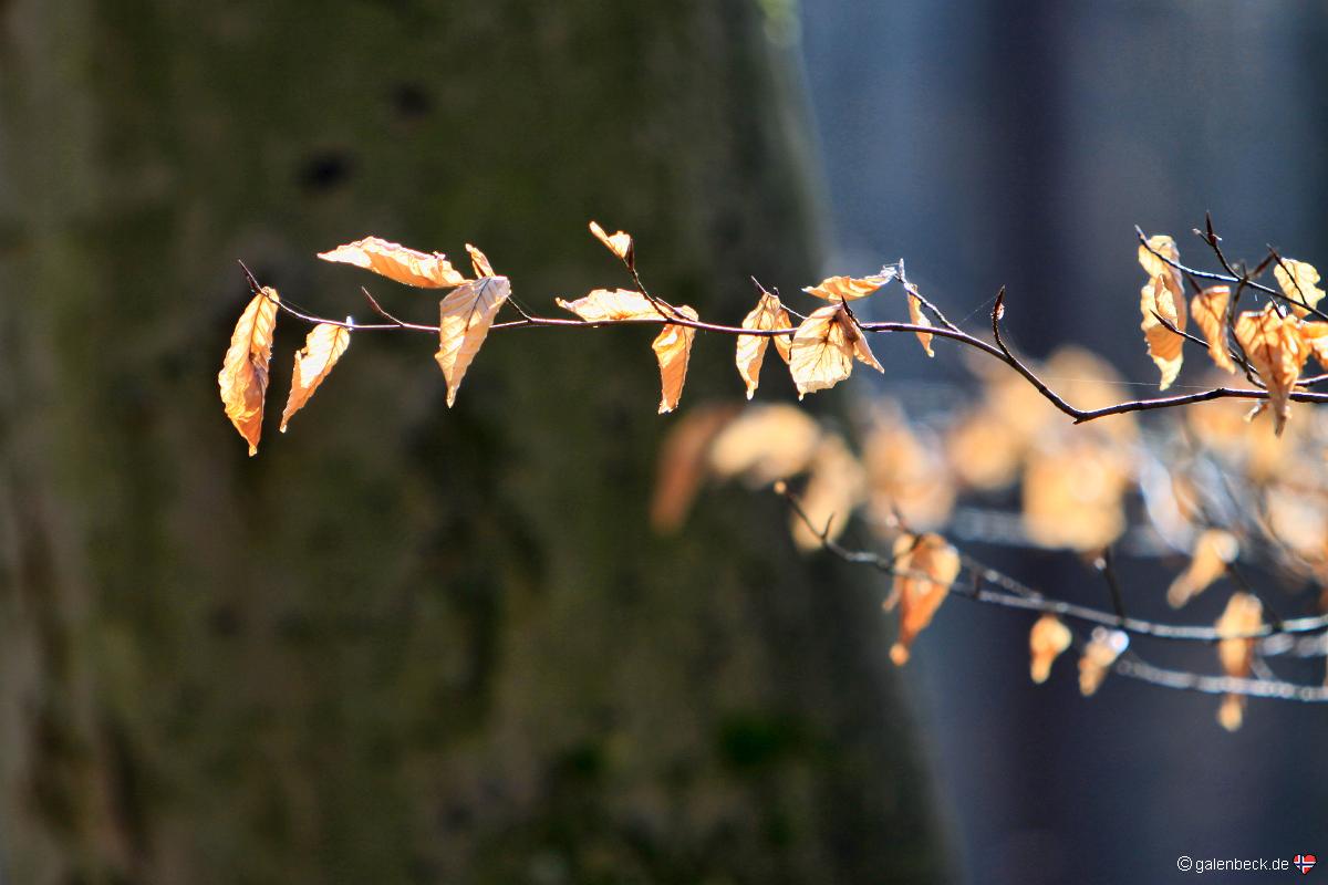 Naturpark Sternberger Seenland