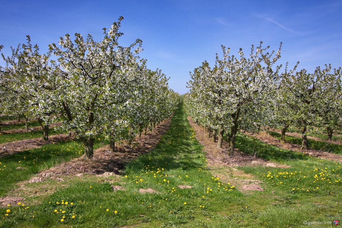 Obstbaumblüte in Mecklenburg
