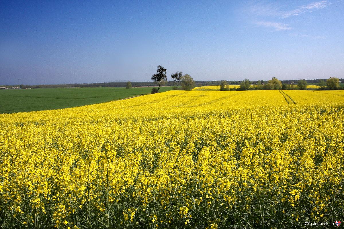 Rapsblüte in Mecklenburg