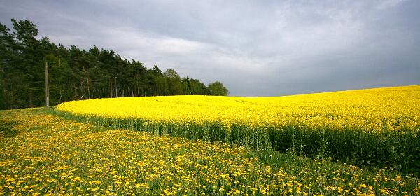 Rapsblüte in Mecklenburg