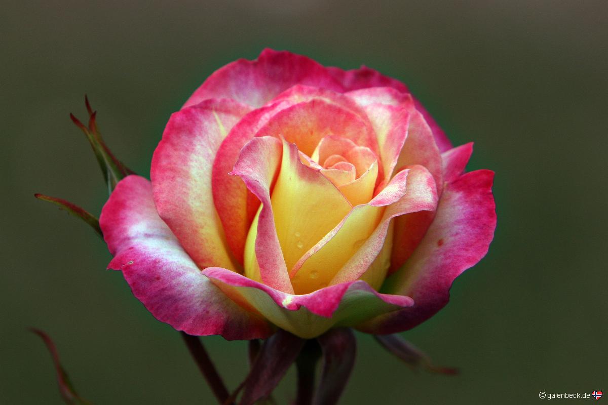 Rose Garden Golden Gate Park