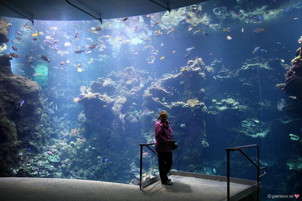 California Academy of Sciences