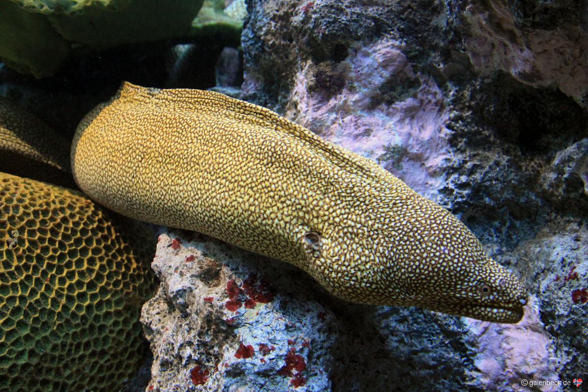 California Academy of Sciences
