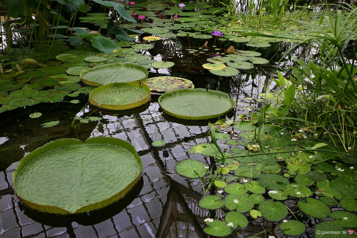 Conservatory of Flowers