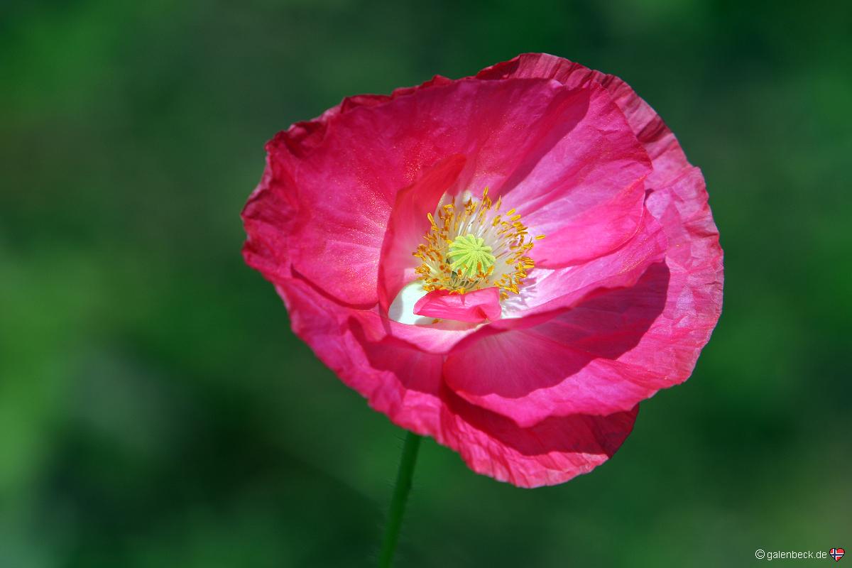 Owen Memorial Rose Garden