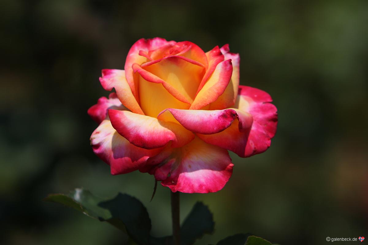 Owen Memorial Rose Garden