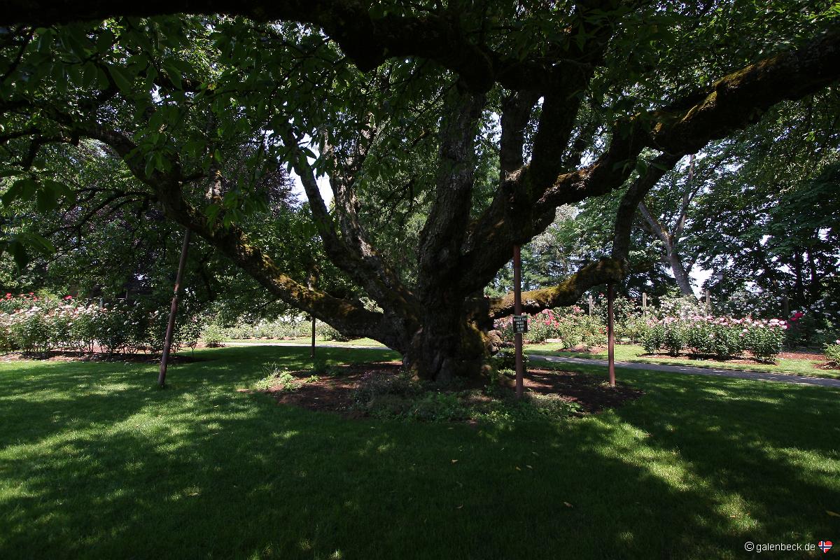 Owen Memorial Rose Garden