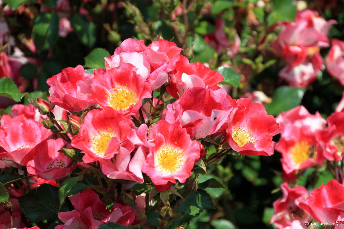 Owen Memorial Rose Garden