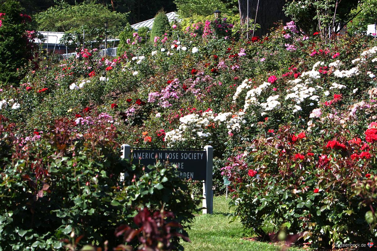 International Rose Test Garden