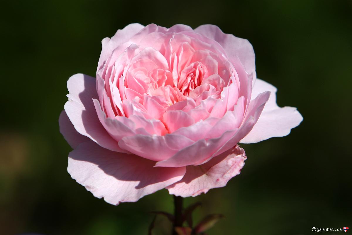 International Rose Test Garden