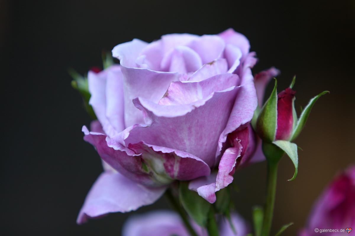 International Rose Test Garden
