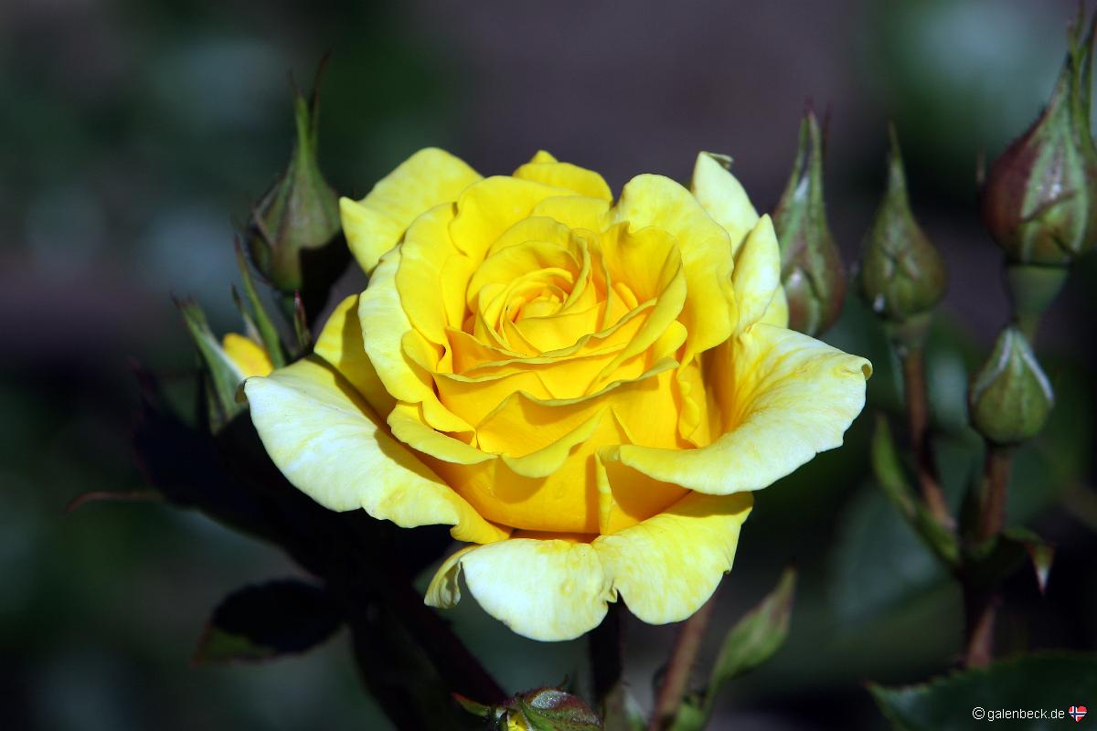 International Rose Test Garden