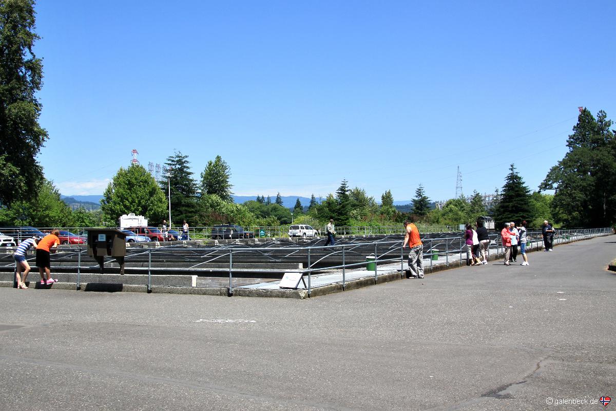Bonneville Fish Hatchery