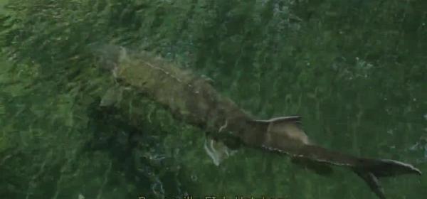 bonneville fish hatchery