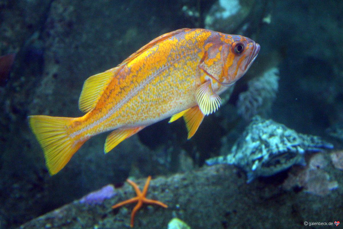 Seattle Aquarium