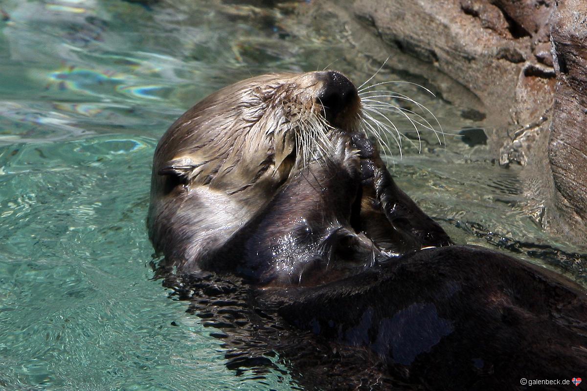 Seattle Aquarium