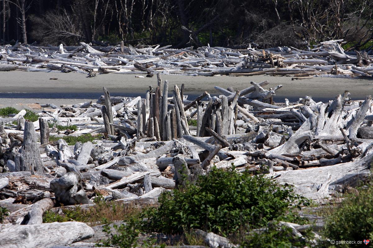 Kalaloch Beach, Olympic National Park