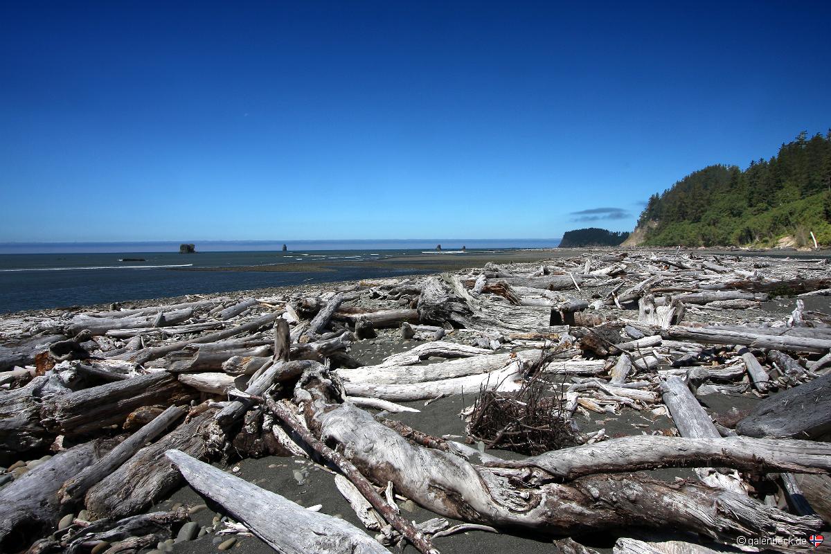 Hoh River Beach