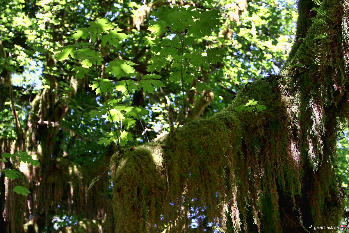 Hoh Rain Forest, Olympic National Park