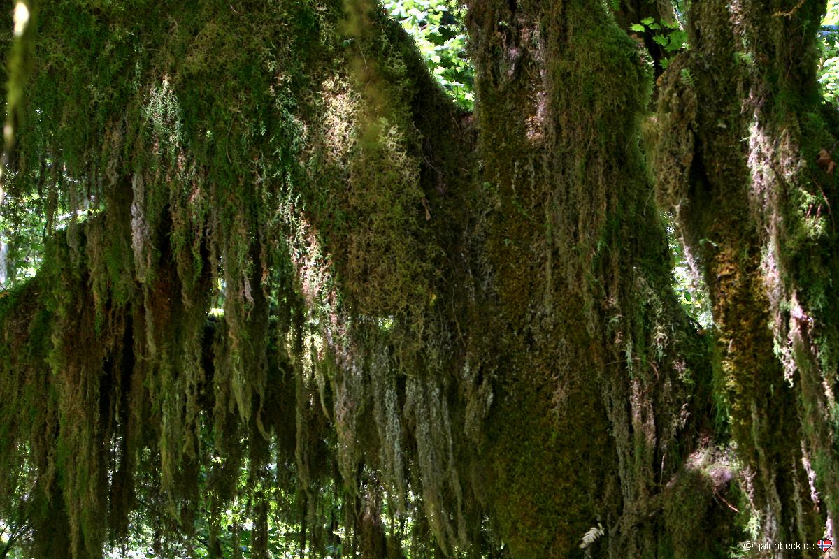 Hoh Rain Forest, Olympic National Park
