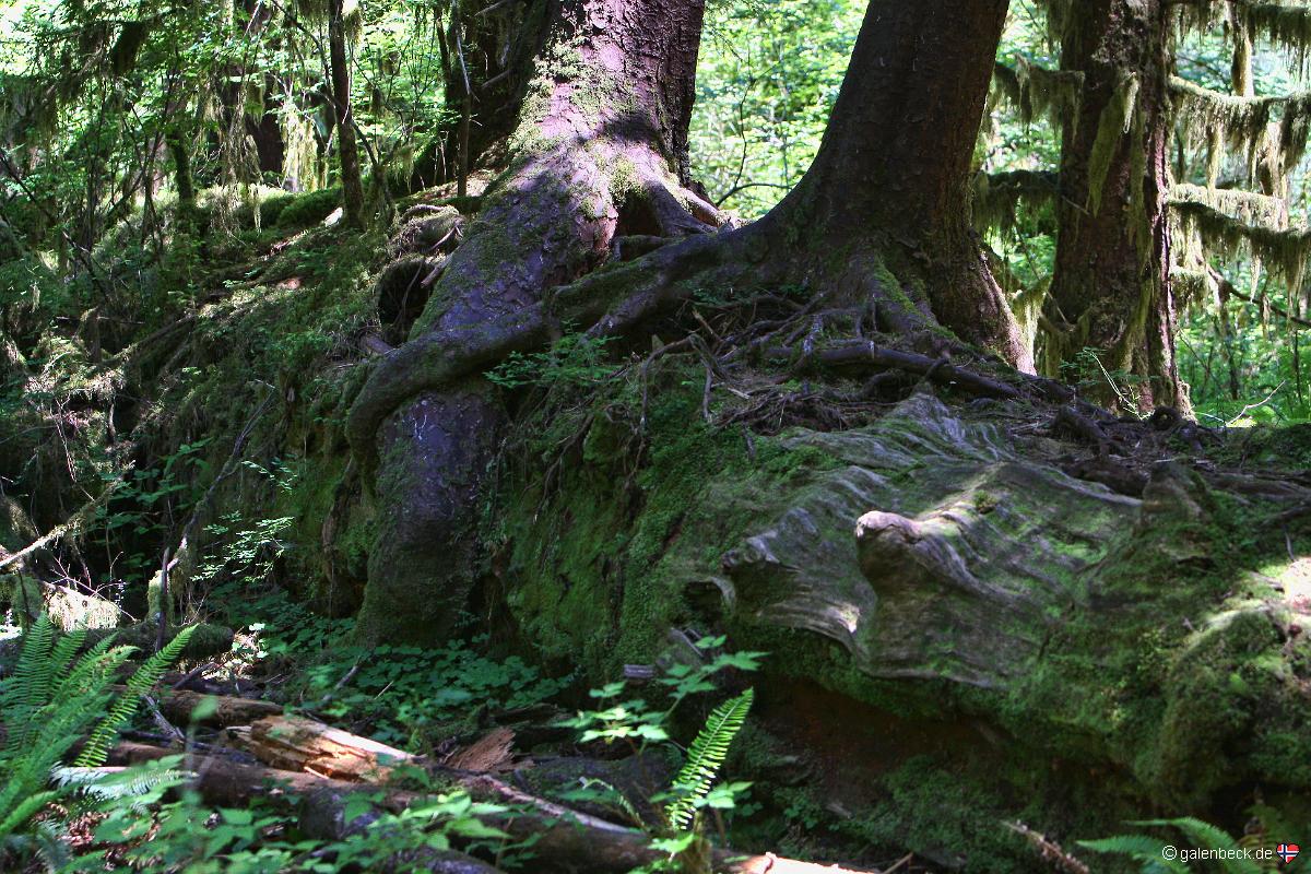 Hoh Rain Forest, Olympic National Park