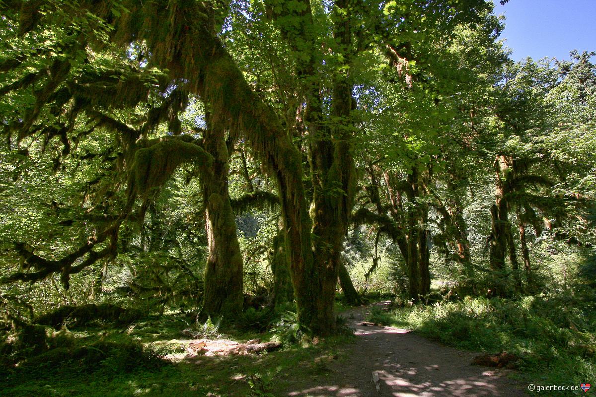 Hoh Rain Forest, Olympic National Park