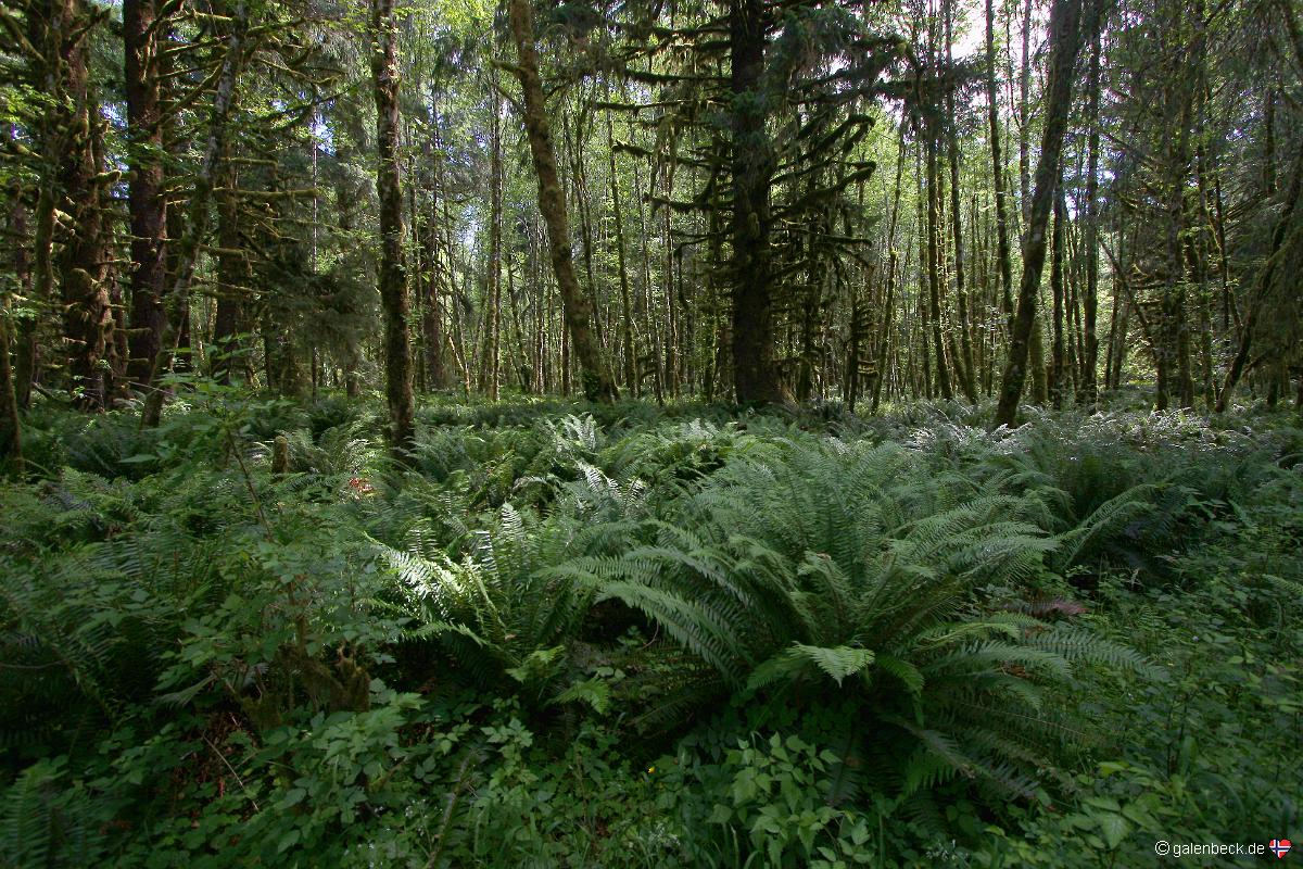 Lake Quinault Shore Loop, Olympic National Park