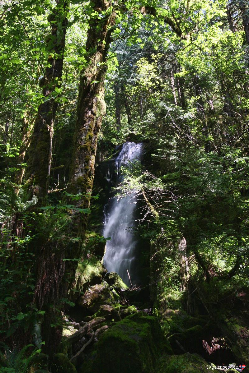 Lake Quinault Shore Loop, Olympic National Park