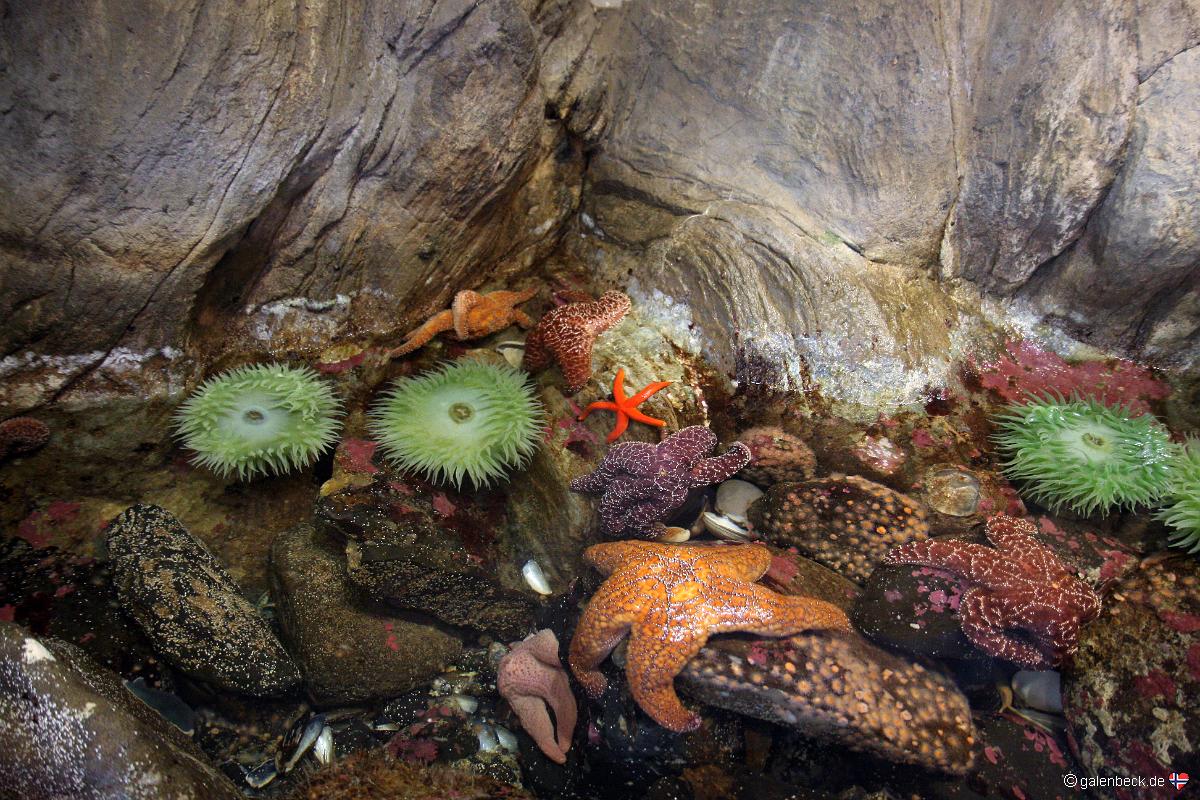 Oregon Coast Aquarium