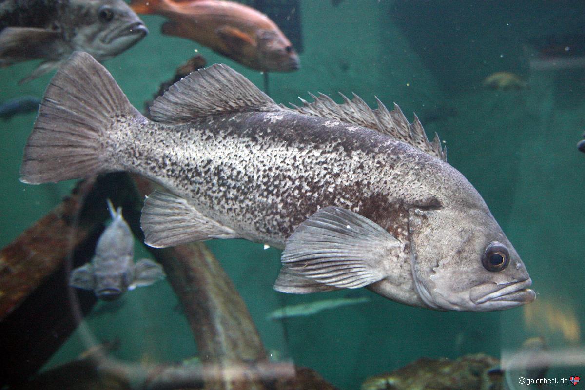 Oregon Coast Aquarium