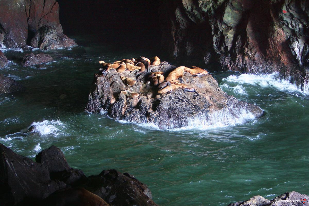 Sea Lion Caves