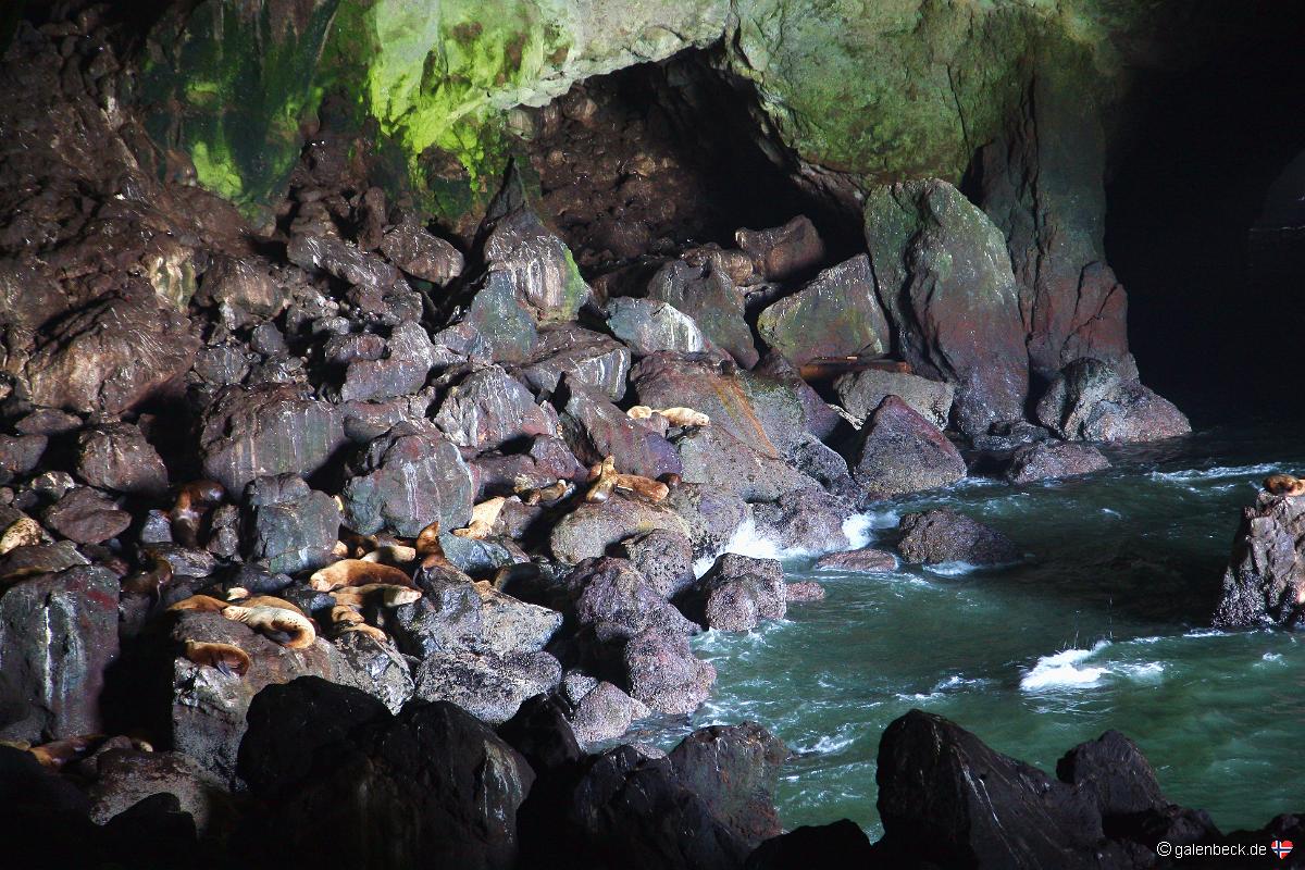Sea Lion Caves