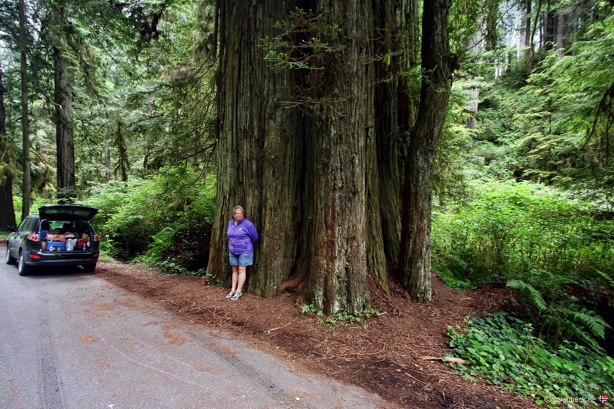 Prairie Creek Redwoods State Park