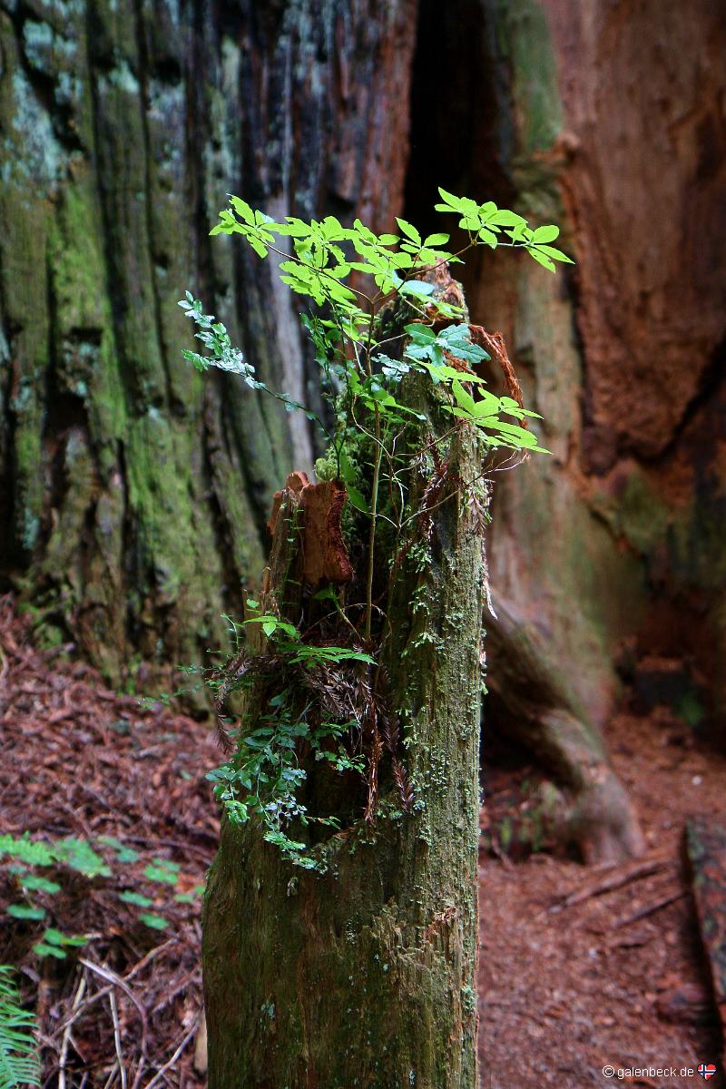 Prairie Creek Redwoods State Park