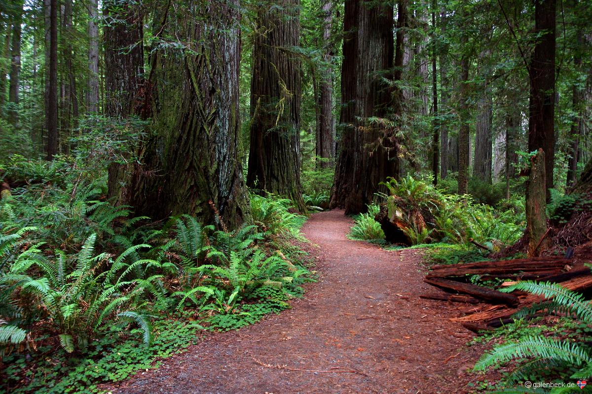 Prairie Creek Redwoods State Park