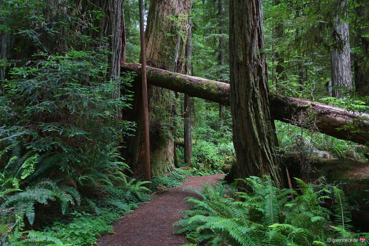 Prairie Creek Redwoods State Park