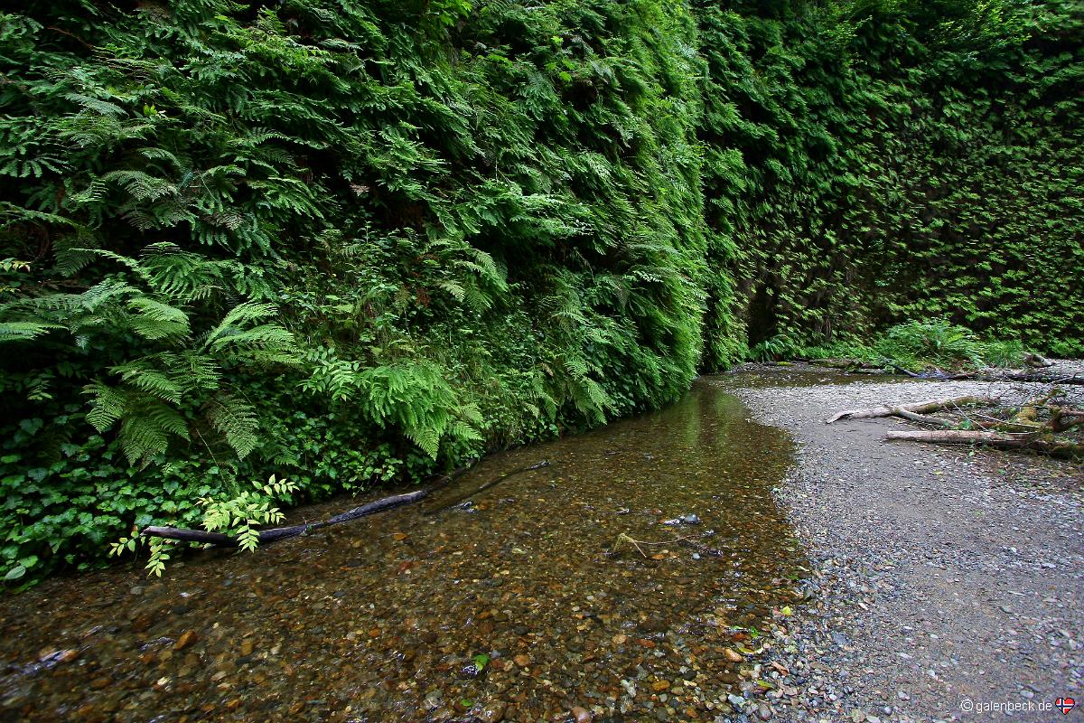 Fern Canyon, Redwood National Park