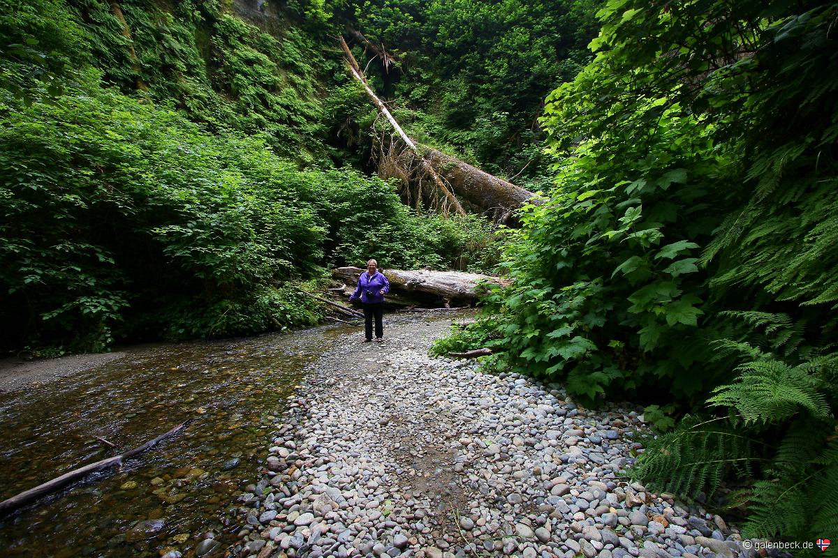 Fern Canyon, Redwood National Park